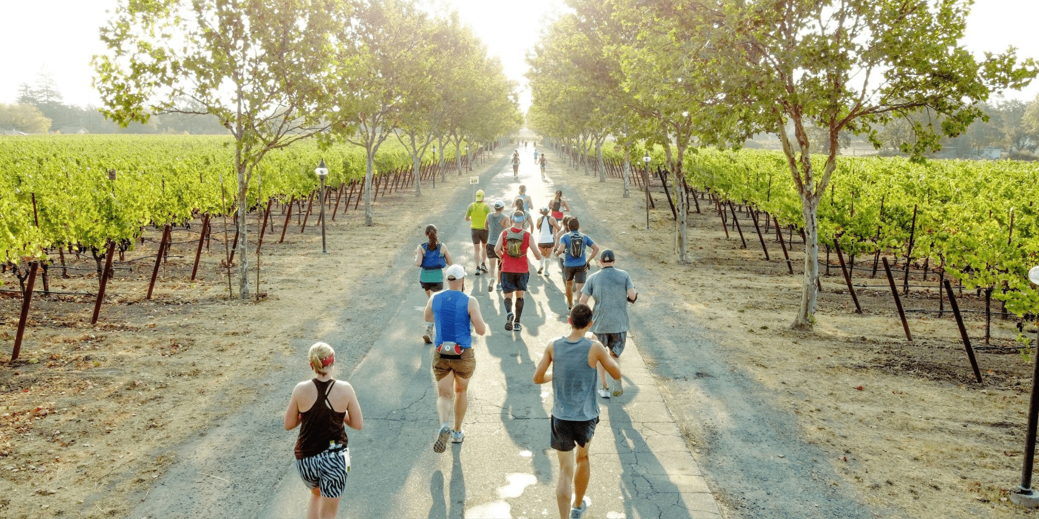 Runners on a path between rows of grapevines in a vineyard for Santa Rosa Marathon